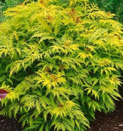 Elderberry "Golden Tower"