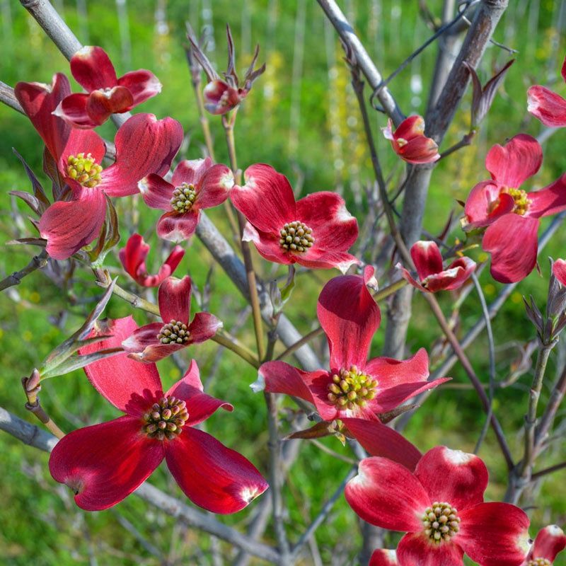 Dogwood Native Tree "Raging Red"