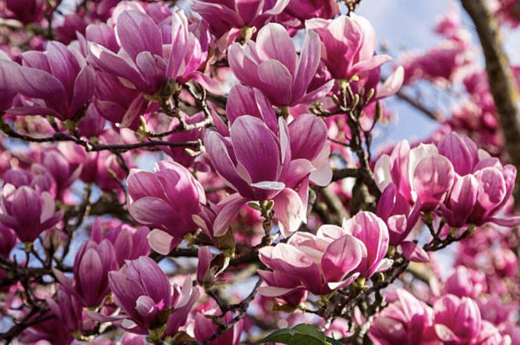 Magnolia "Jane", Size: 5sq