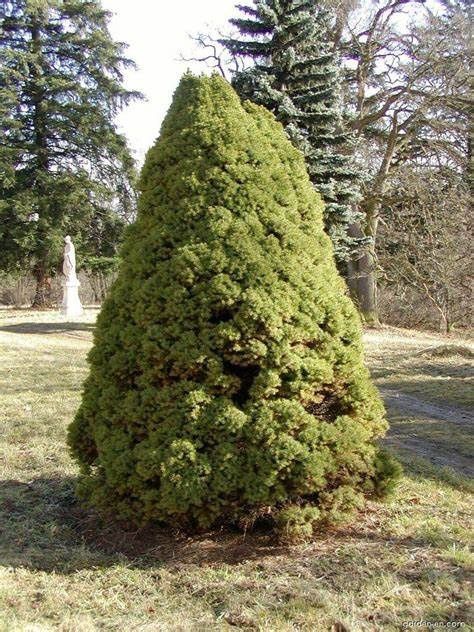 Dwarf Alberta Spruce, Size: 3g
