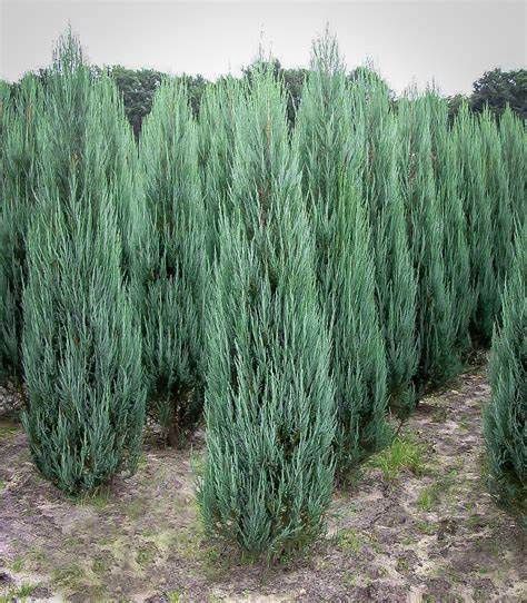 Juniper "Blue Arrow"