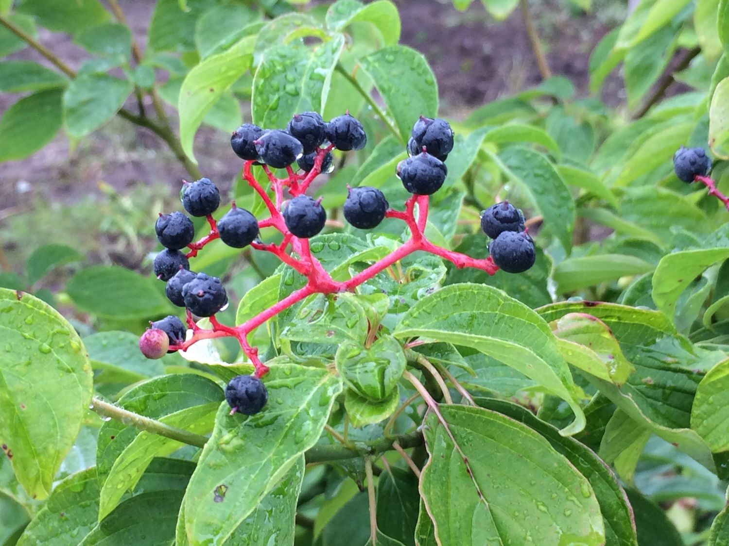 Pagoda Dogwood