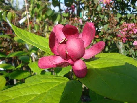 Sweetshrub