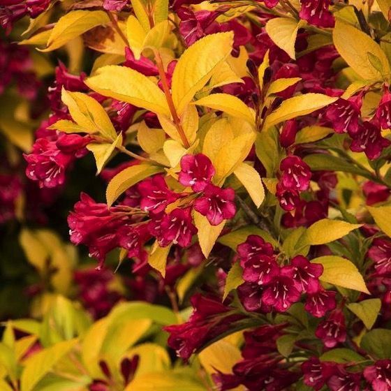 Weigela "Golden Jackpot"