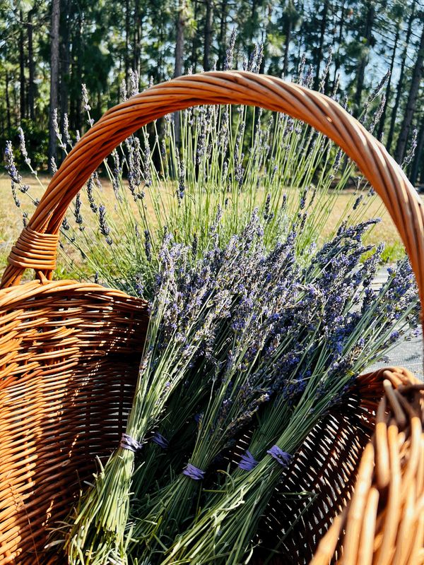 Foxcroft Knoll Lavender Farm
