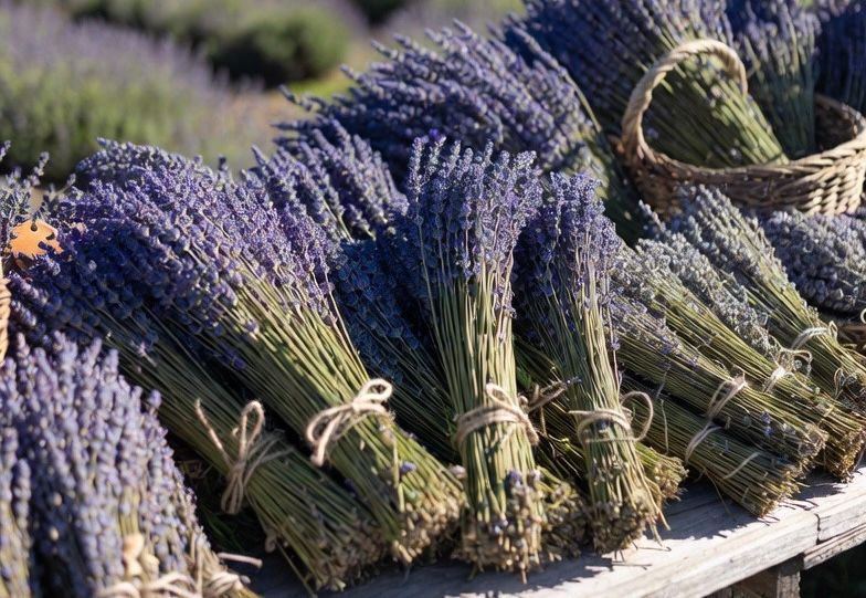 Fresh and Dried Lavender