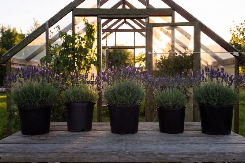 In the Greenhouse