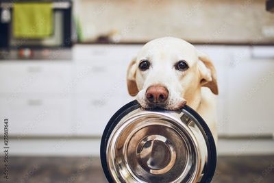 Hundefutter