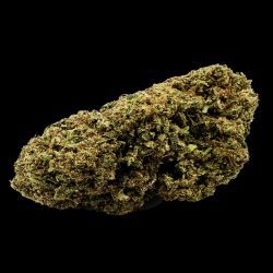 MANGO HAZE INDOOR 10 MANGO HAZE INDOOR 10