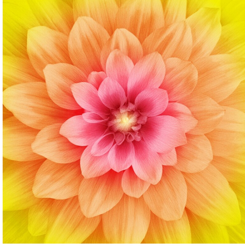 Dream Big 463 Daisy Panel