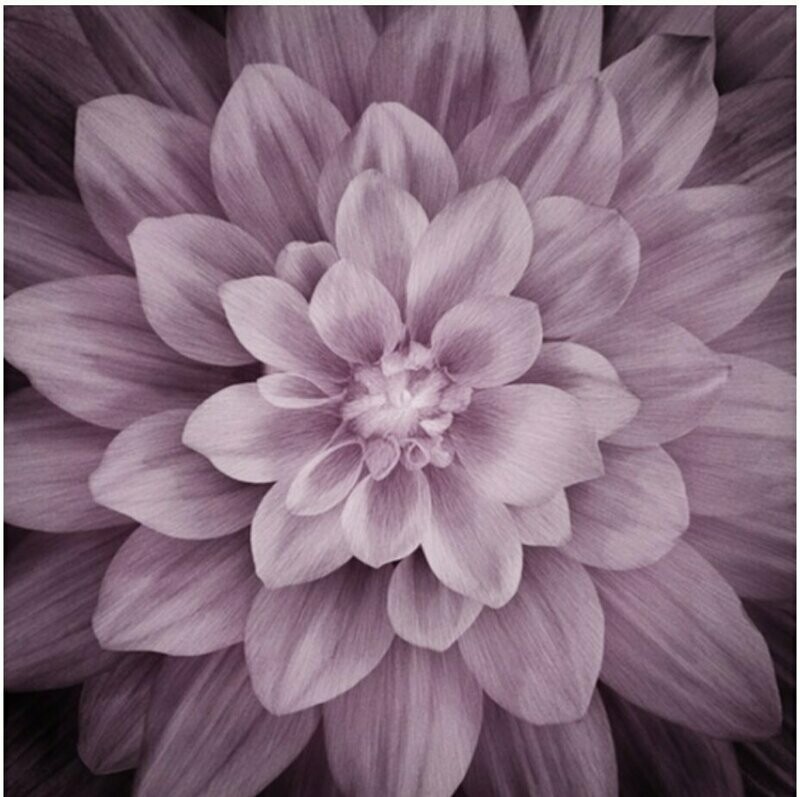 Dream Big 046 Plum Panel