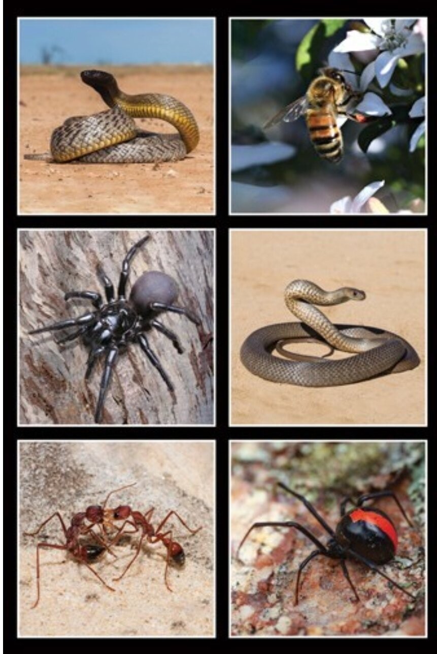 Dangerous Australia L 60cm Snakes and Spiders Panel