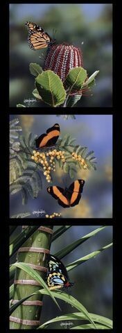 Wildlife Art DV3720 Panel 3 Block Butterflies
