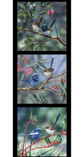 Wildlife Art DV5095 Superb, Splendid and White Winged Fairy Wrens Triple Panel