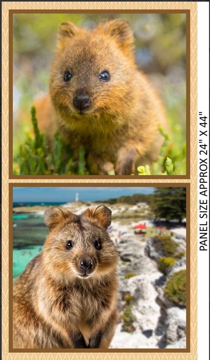 Quokkas Island Adventures 24in x 44in Double Panel