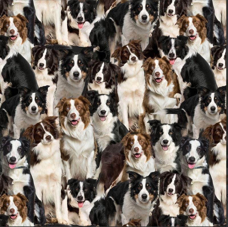 Merino Muster II 3094G Packed Border Collies