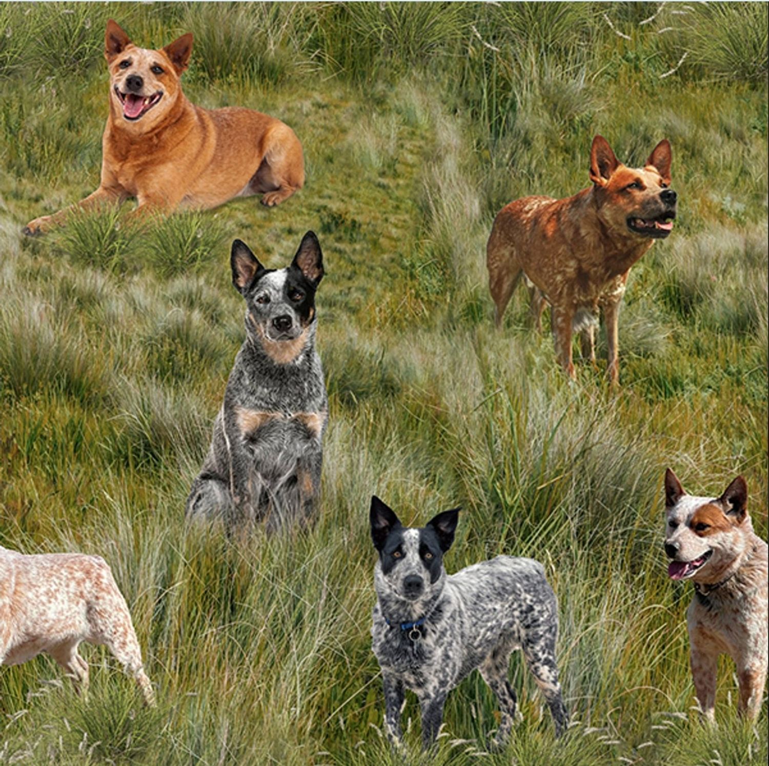 Merino Muster II 3094M Heelers on Grass