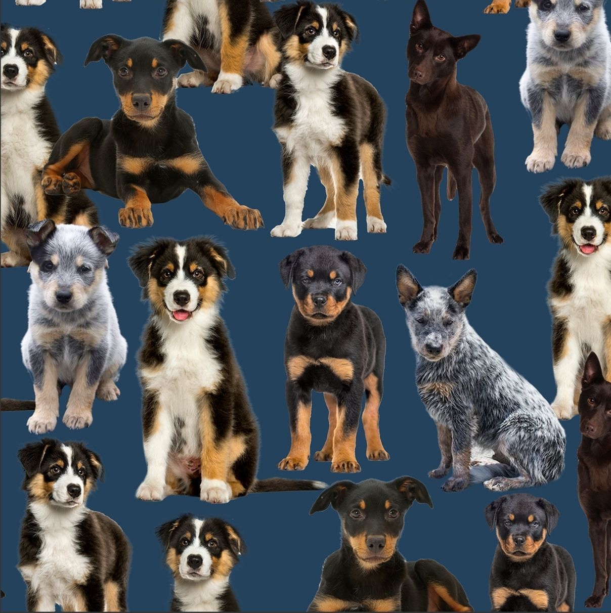 Merino Muster II 3094E Pups on Blue