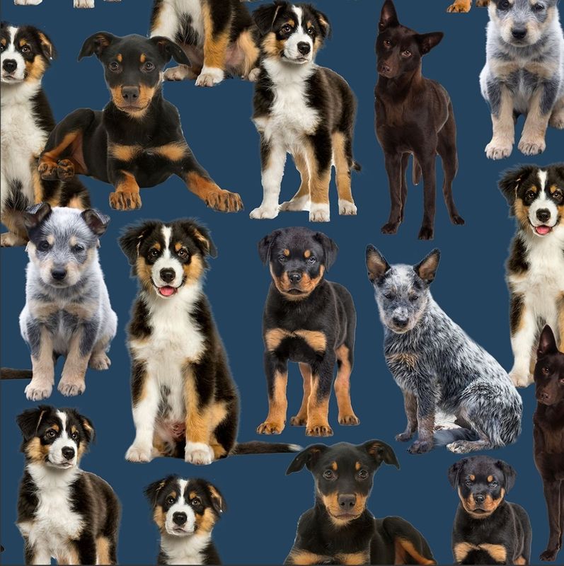 Merino Muster II 3094E Pups on Blue