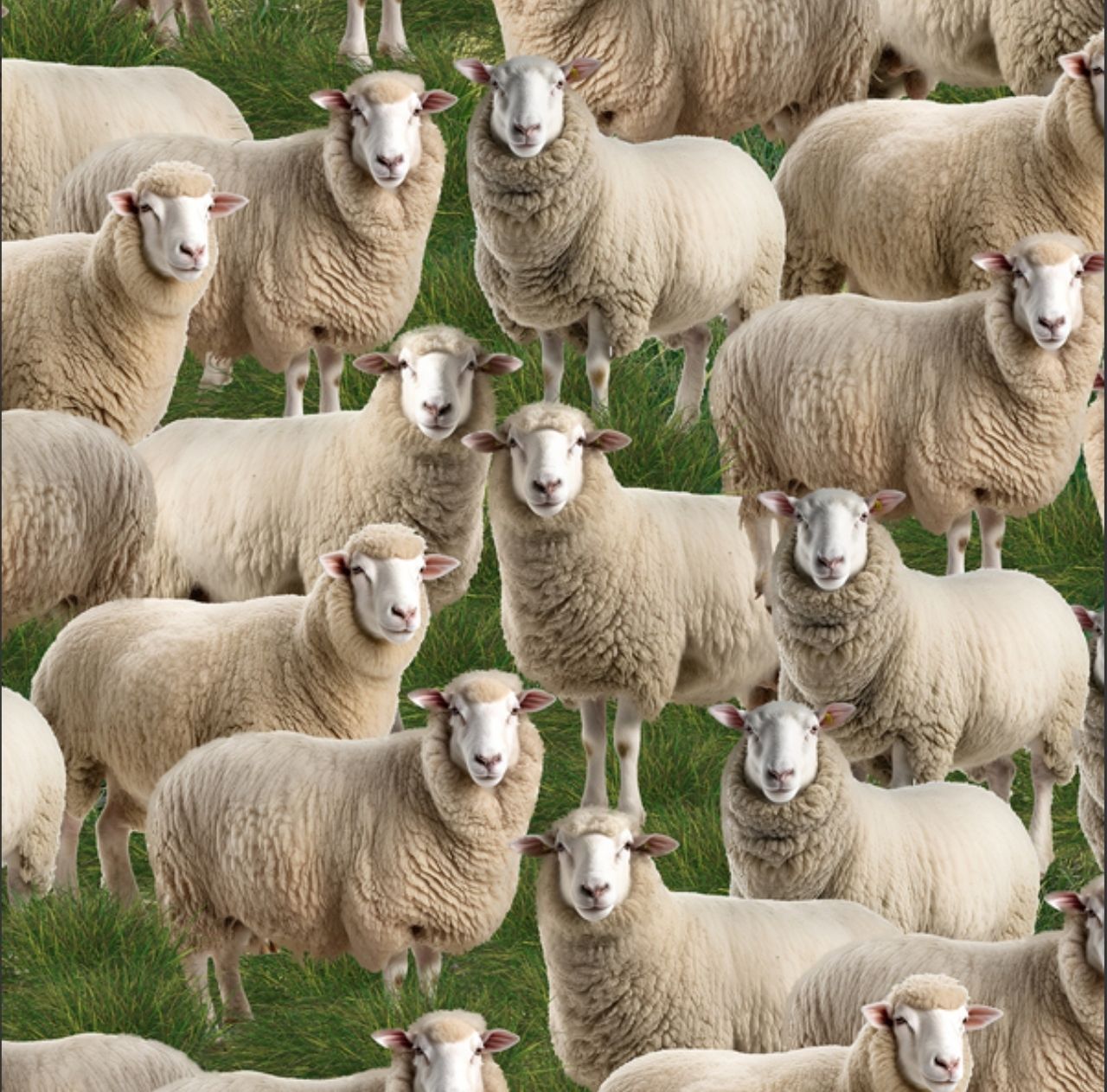 Merino Muster II 3094H Sheep on Grass