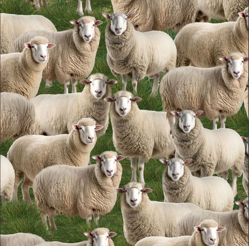 Merino Muster II 3094H Sheep on Grass