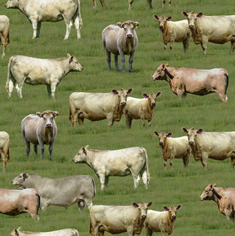 Merino Muster II 3094P Murray Grey Cattle
