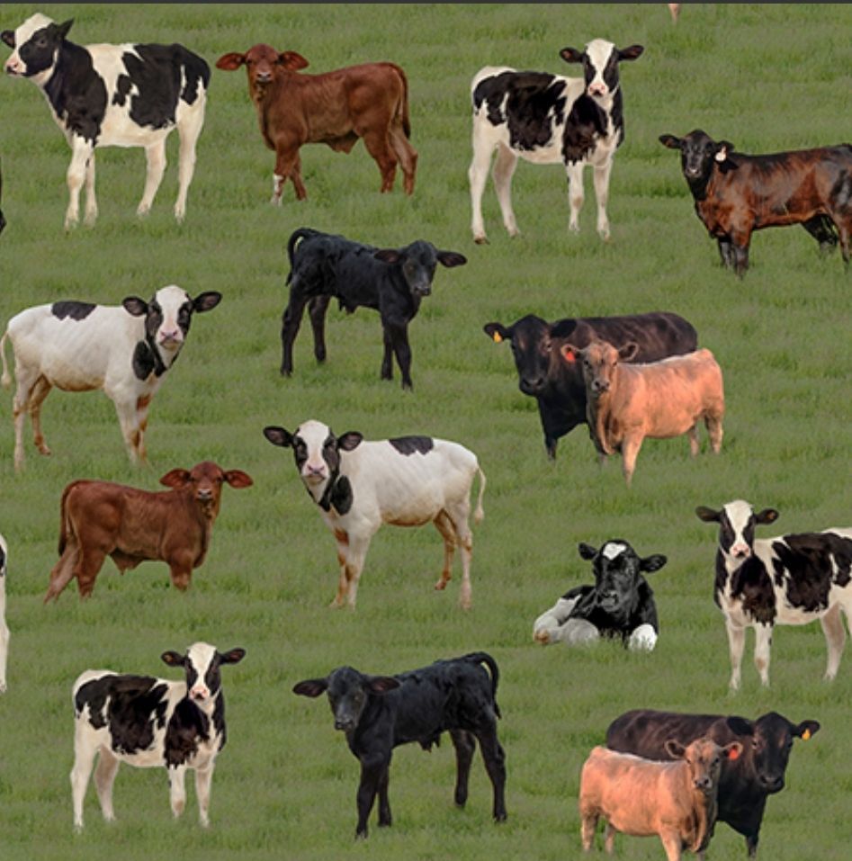Merino Muster II 3094S Calves