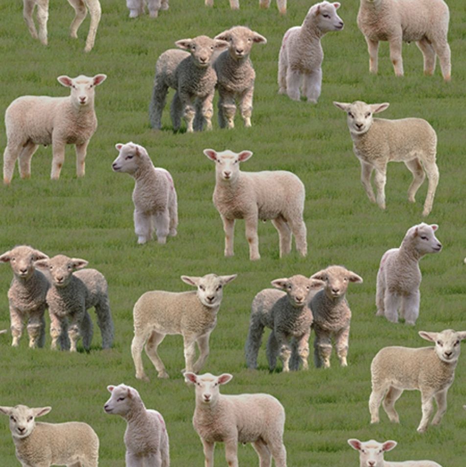 Merino Muster II 3094R Lambs