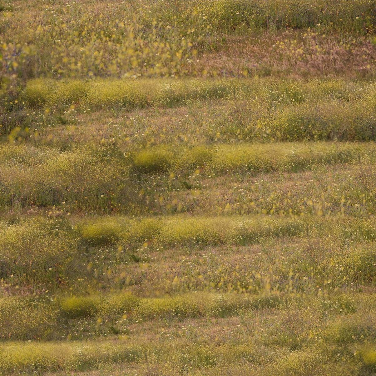 Running Free Grass 4124I