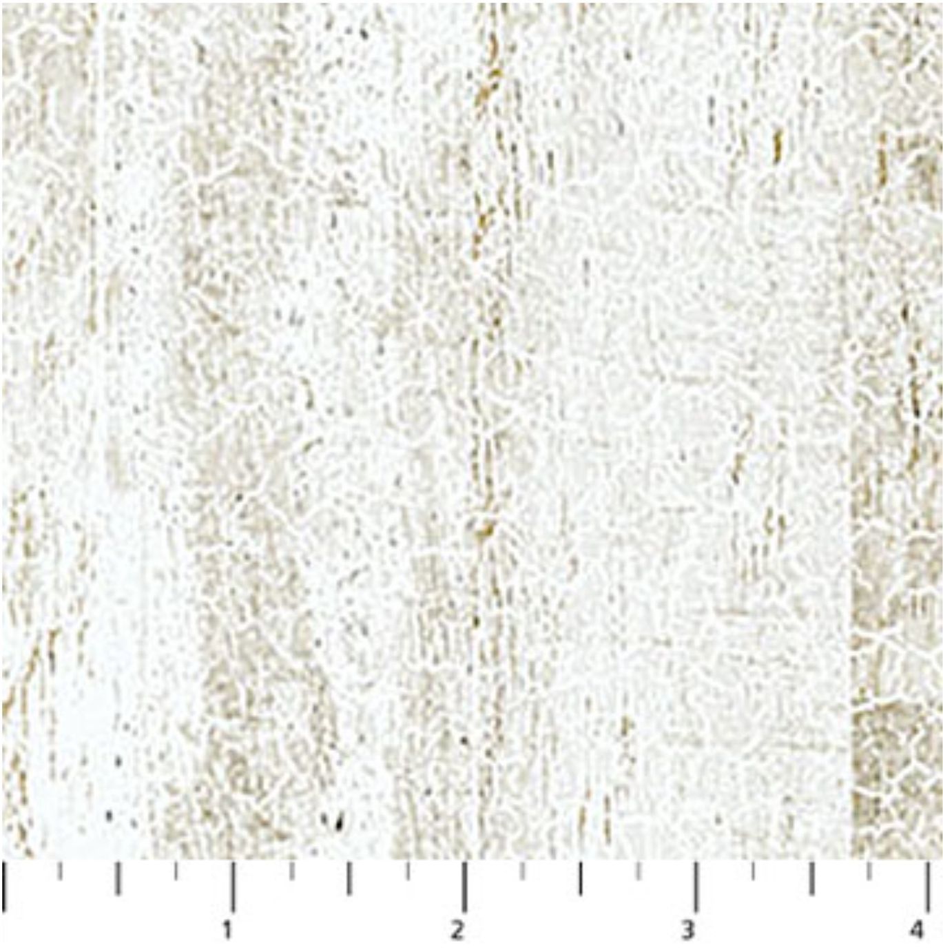PEDIGREE Texture 28032-10