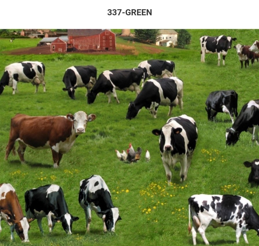 ES337 - Cows