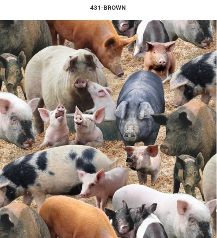ES431 - Pigs