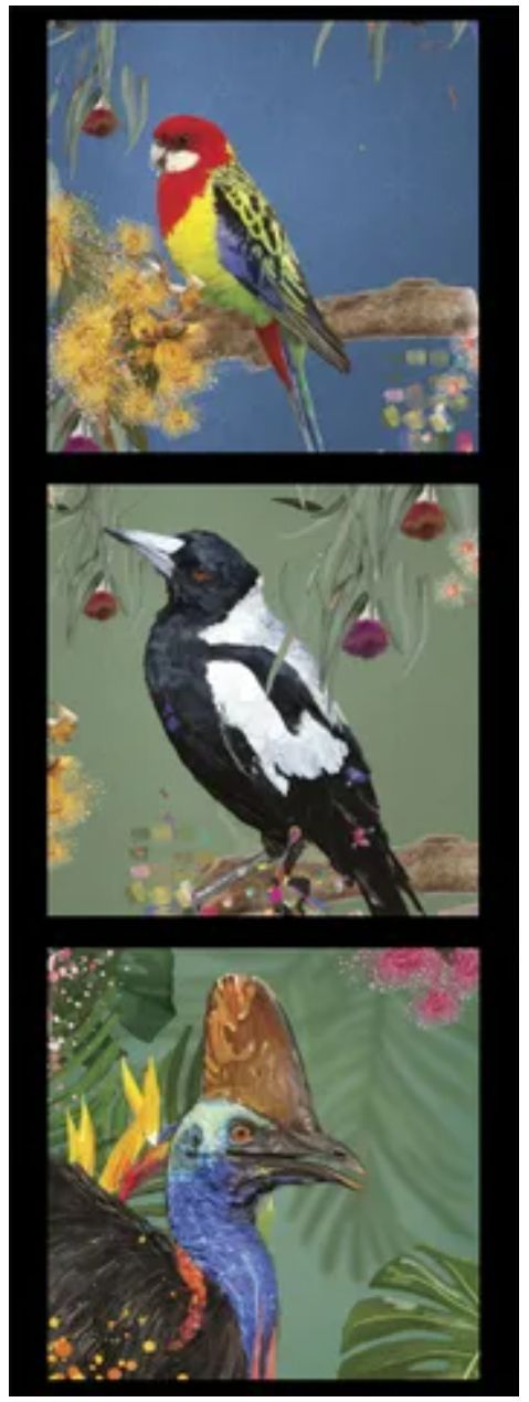 Chris Riley DV3922 Tri Block Rosella, Magpie, Cassawary Panel