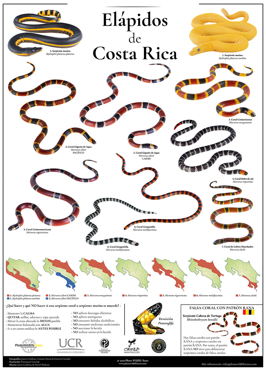 Elapidos de Costa Rica