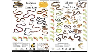 Paquete de descuento doble: Víboras y Elapidos de Costa Rica