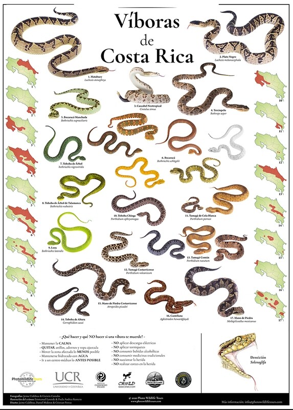 Víboras de Costa Rica
