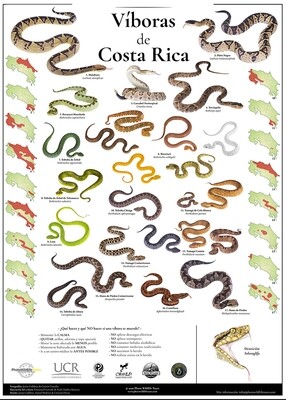 Víboras de Costa Rica