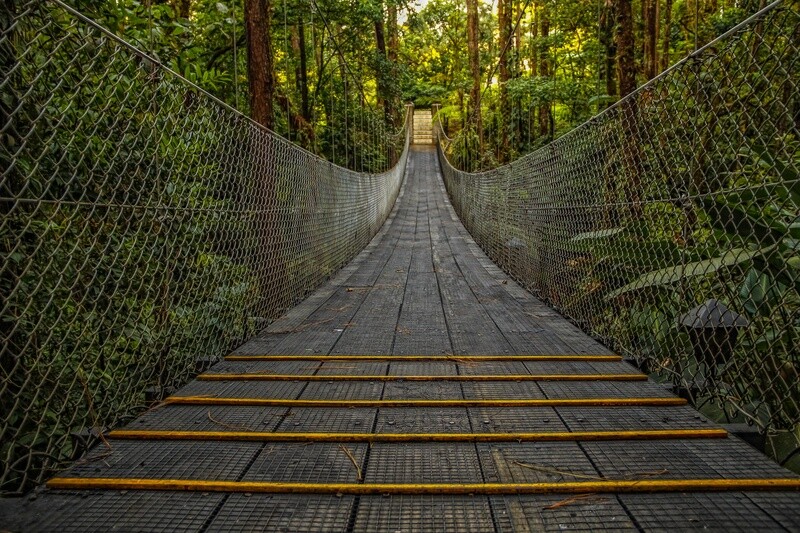 MONTEVERDE / Night Herping (Lush Cloud Forest)