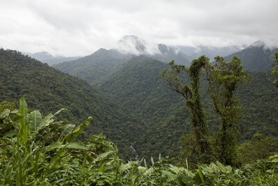 CARIBBEAN / Night Herping Tour (Lush Rainforest)