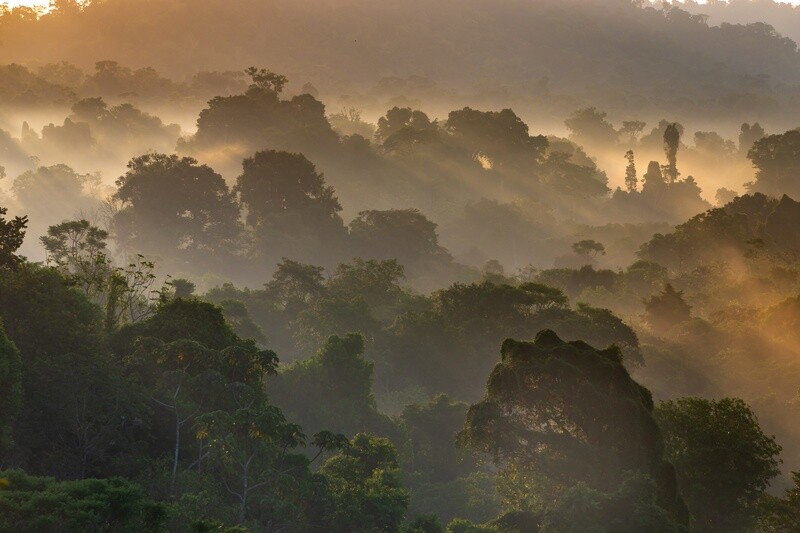 OSA CORCOVADO/  Herping Night Tour