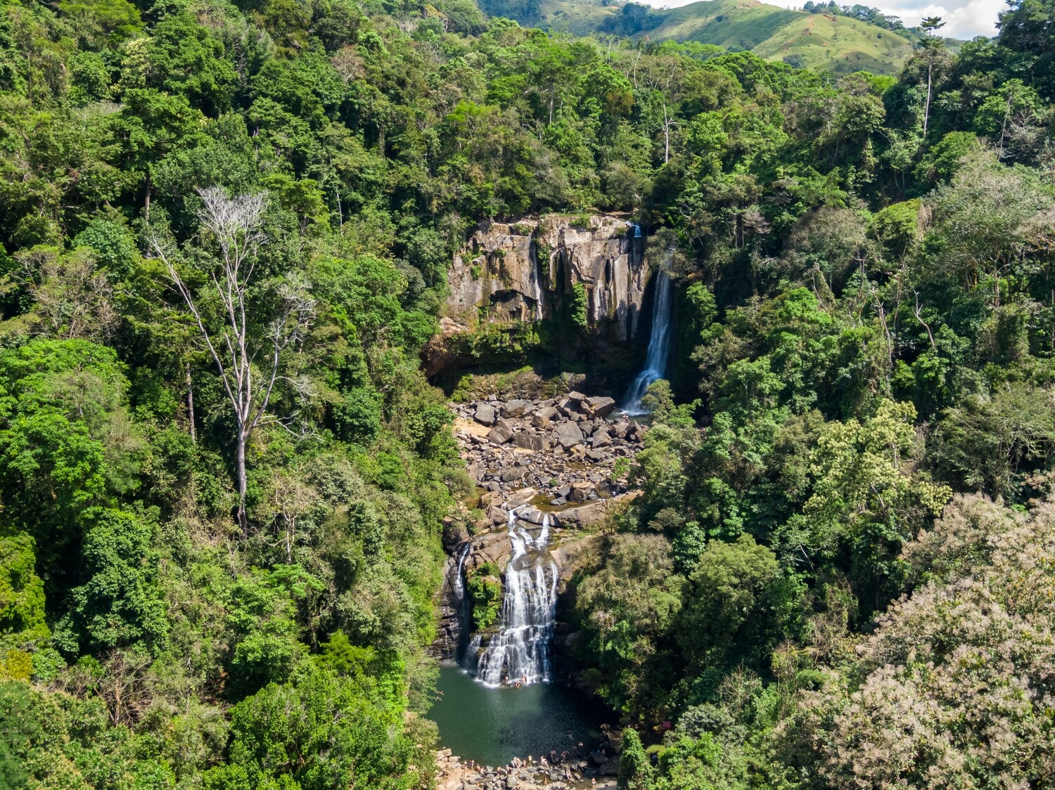 DOMINICAL AND TINAMASTES / Night Herping Tour (Southern Pacific lowlands).