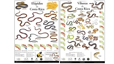 Posters Víboras y Elapidos de Costa Rica