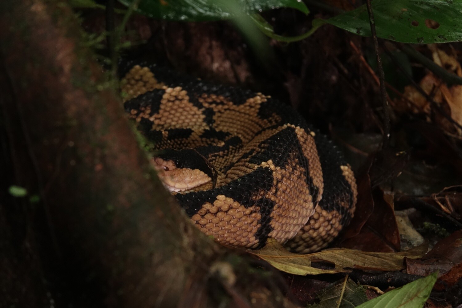 Melanocephala Project / Monitoring Tour