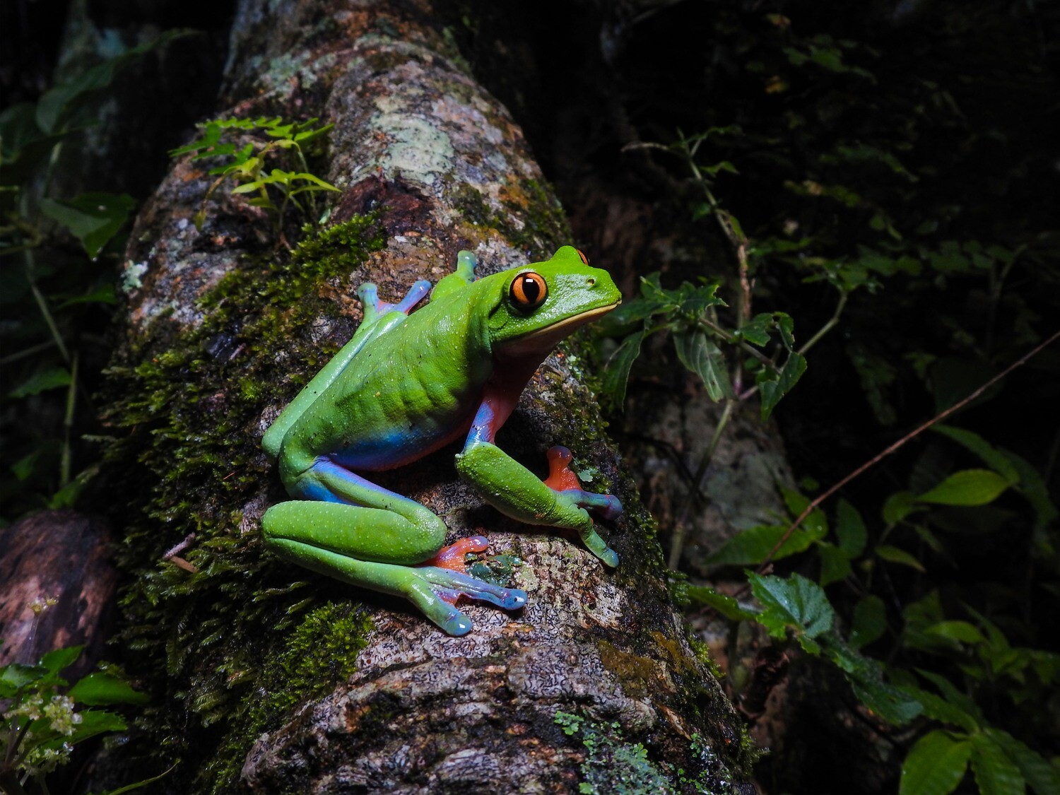 HERPING ESCAZÚ, CENTRAL VALLEY COSTA RICA, San José