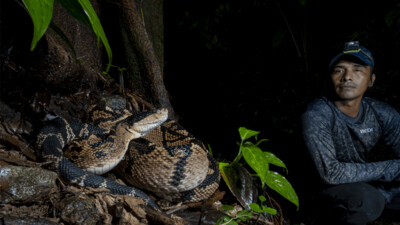Melanocephala Project / Herping Night / Day Tour