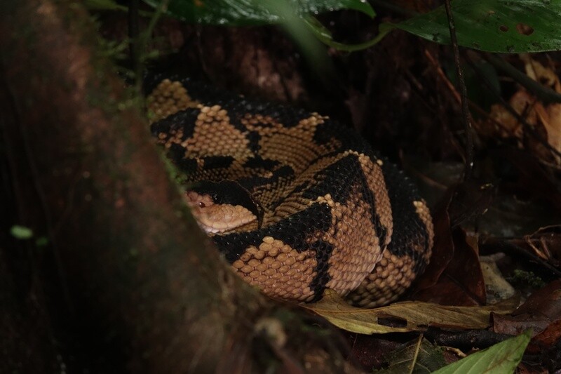 Melanocephala Project / Monitoring Tour