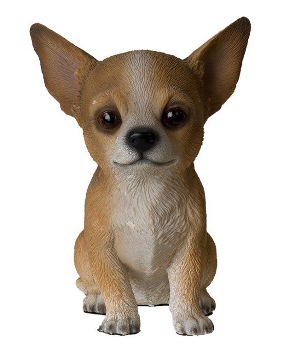 PA0117-Puppy Fig : Chihuahua