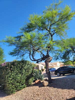 Tree and palm tree trimming (o Tree and palm tree pruning)