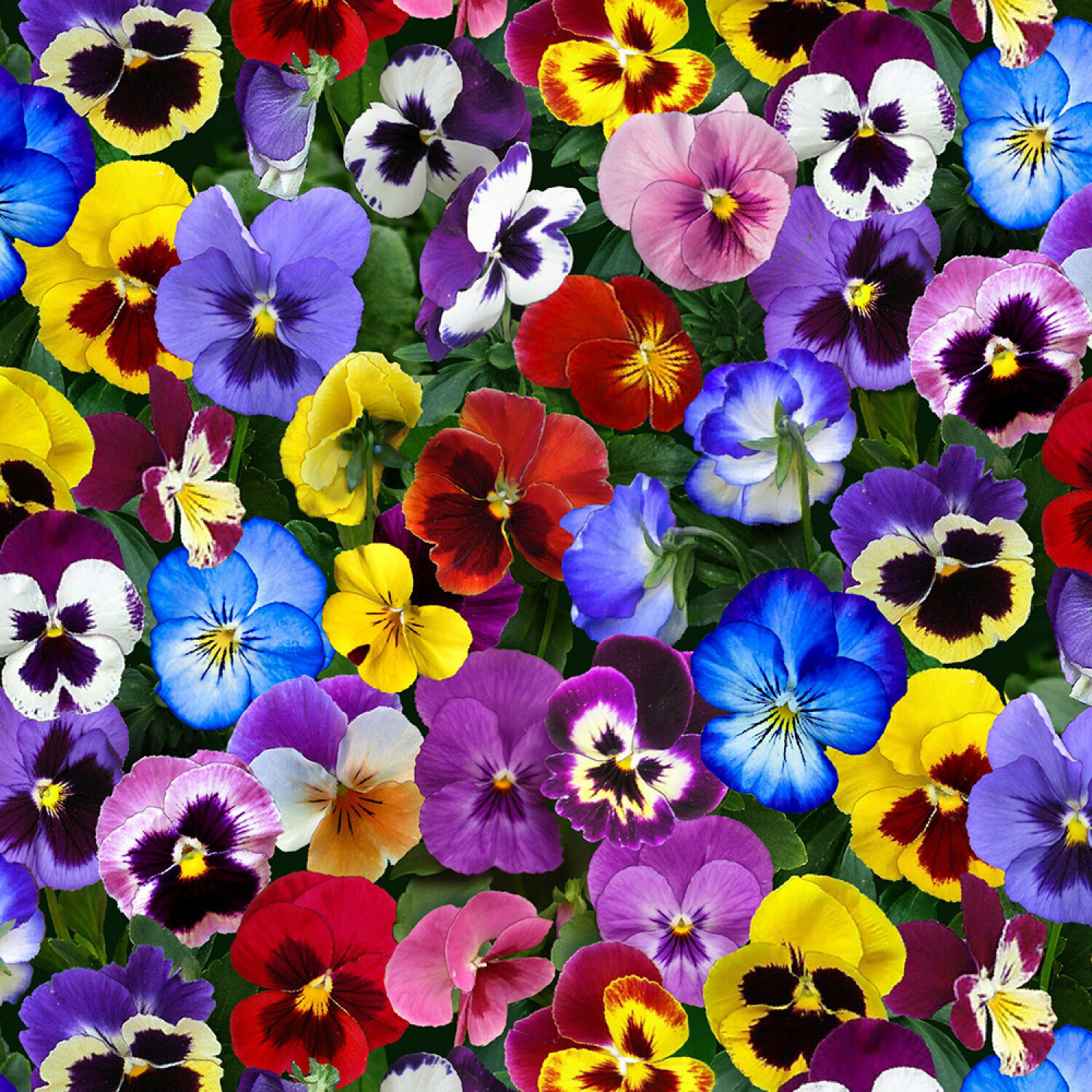 Lovely Pansies - Elizabeth Studio - 1/2m cut