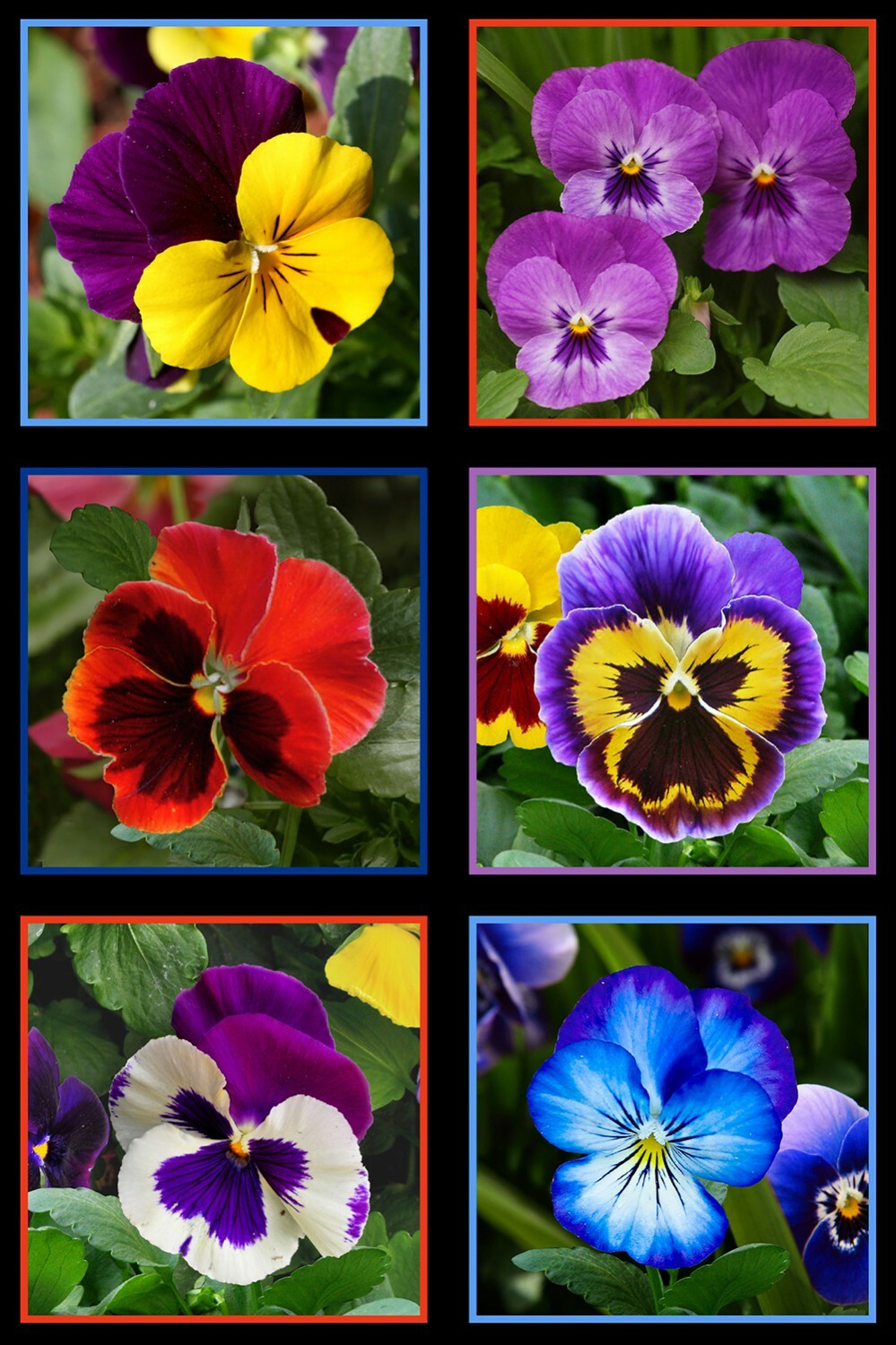 Lovely Pansies - Panel 56000